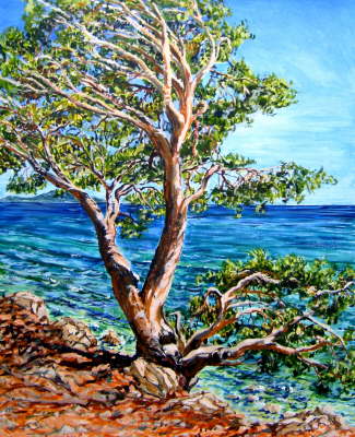 Pinie an der Steilk�ste2 