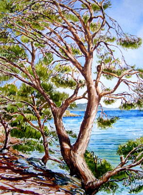 Pinien an der Steilk�ste